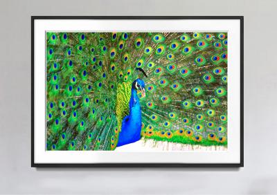 Mitchell Funk Peacock Displaying Blue and Green Plumage