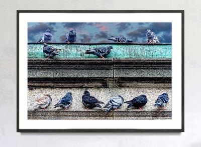 Mitchell Funk Posing Pigeons Manhattan in Neutral Colors Greys and Gray Birds