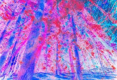 Mitchell Funk Psychedelic Forrest