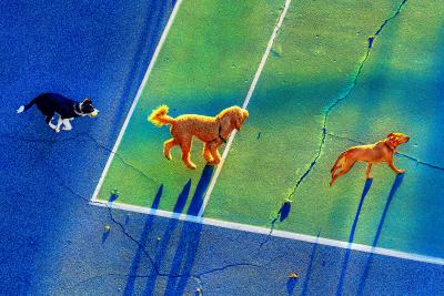 Mitchell Funk Running Dogs in New York City Early Morning Light adorned in Blues and Greens