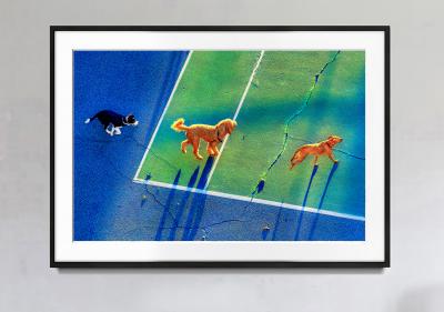 Mitchell Funk Running Dogs in New York City Early Morning Light adorned in Blues and Greens