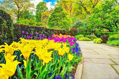 Mitchell Funk Sanctuary of Peaceful Yellow Tulips Red Tulips Blooming in Central Park