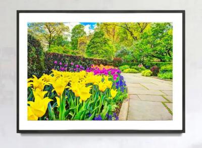 Mitchell Funk Sanctuary of Peaceful Yellow Tulips Red Tulips Blooming in Central Park