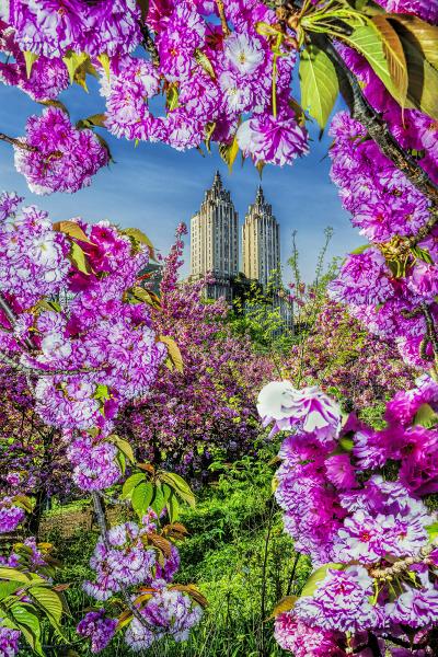 Mitchell Funk The San Remo Central Park West Framed by Cherry Blossoms Flowers