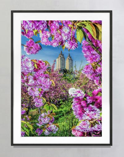 Mitchell Funk The San Remo Central Park West Framed by Cherry Blossoms Flowers
