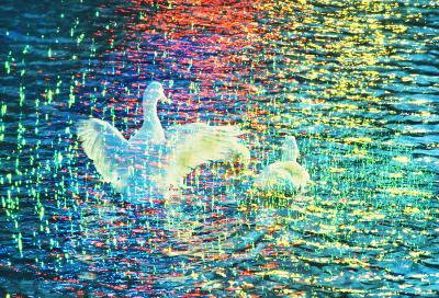 Mitchell Funk White Ducks in Prism of Color