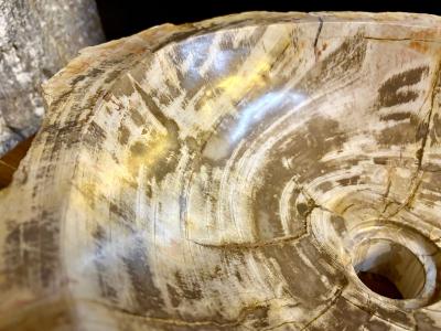 Modern Organic Petrified Wood Sink Grey Brown Beige polished IDN 2025