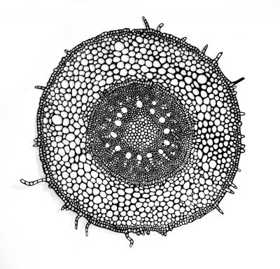 Monocot Root 