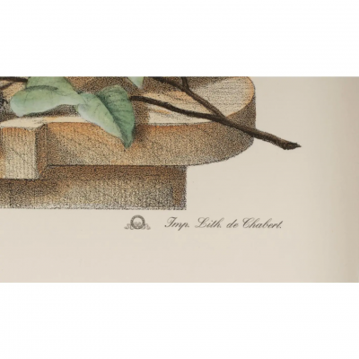 Nancy Corzine Pair of Nancy Corzine Framed Continental Botanical Lithograph Prints