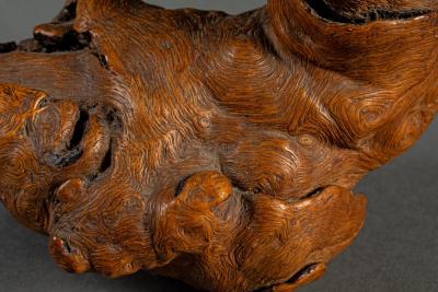 Natural Burlwood Form of a Pigeon