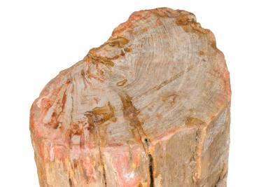 Natural Live Edge Petrified Wood Stump