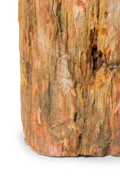 Natural Live Edge Petrified Wood Stump