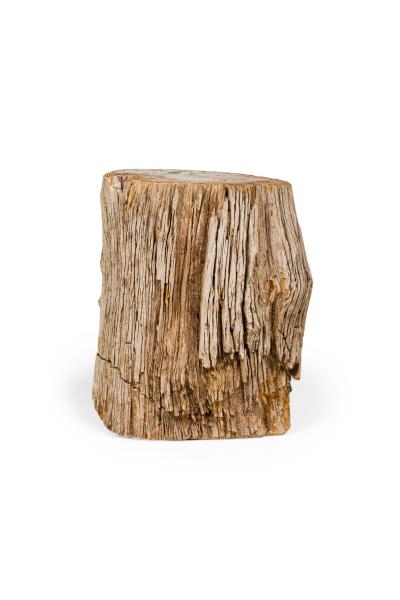 Natural Live Edge Petrified Wood Stump