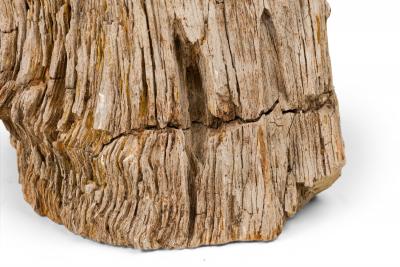 Natural Live Edge Petrified Wood Stump