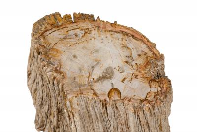Natural Live Edge Petrified Wood Stump