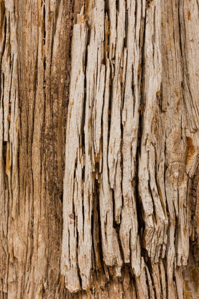 Natural Live Edge Petrified Wood Stump