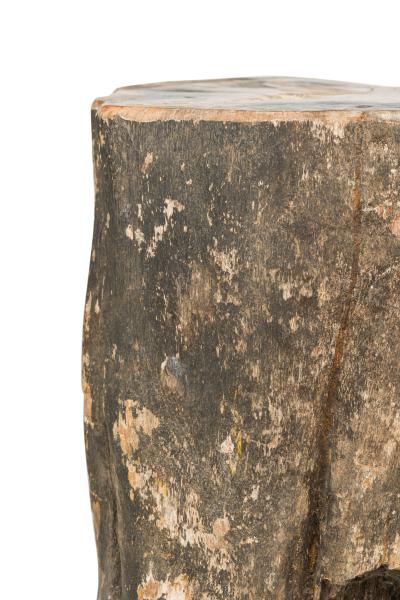 Natural Live Edge Petrified Wood Stump