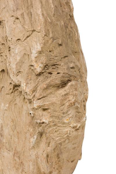 Natural Live Edge Petrified Wood Stump