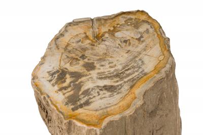 Natural Live Edge Petrified Wood Stump