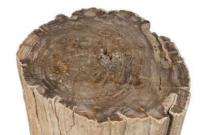 Natural Live Edge Petrified Wood Stump