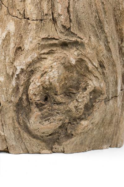 Natural Live Edge Petrified Wood Stump