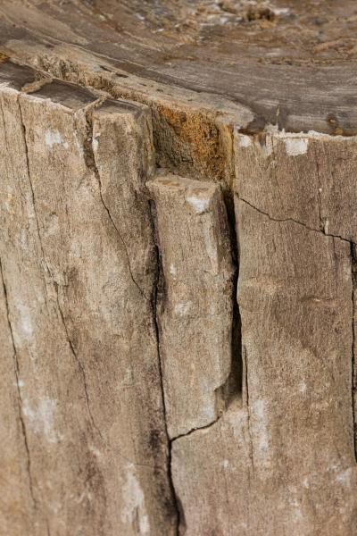 Natural Live Edge Petrified Wood Stump