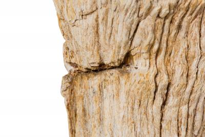 Natural Live Edge Petrified Wood Stump