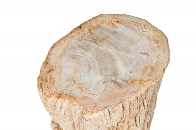 Natural Live Edge Petrified Wood Stump