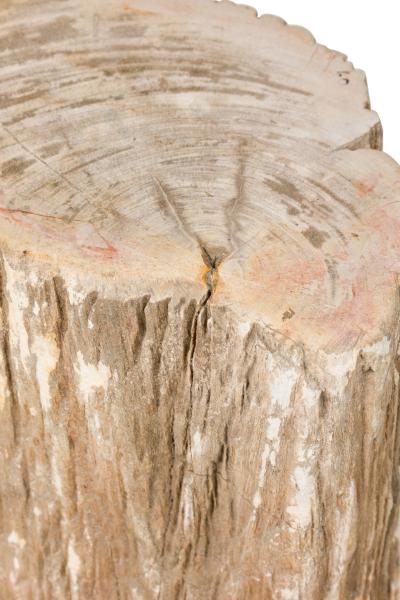 Natural Live Edge Petrified Wood Stump