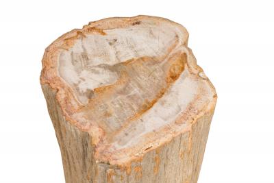 Natural Live Edge Petrified Wood Stump