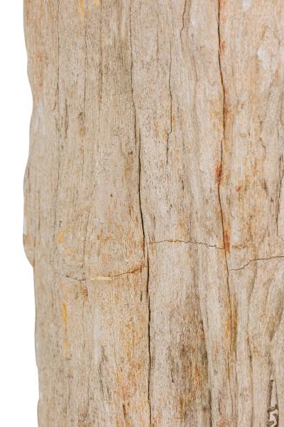 Natural Live Edge Petrified Wood Stump