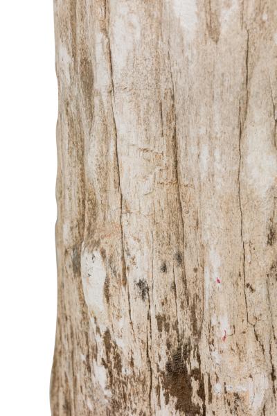 Natural Live Edge Petrified Wood Stump