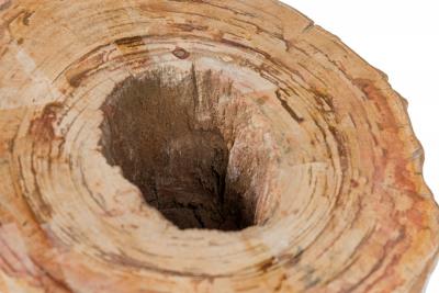 Natural Live Edge Petrified Wood Stump