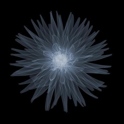 Nick Veasey Cactus Dahlia 