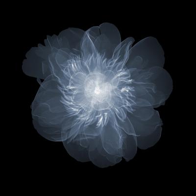 Nick Veasey Peony Above 