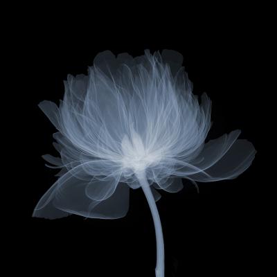 Nick Veasey Peony Side 