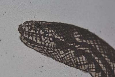 Nicolas S bastien Reese Desert Mirror