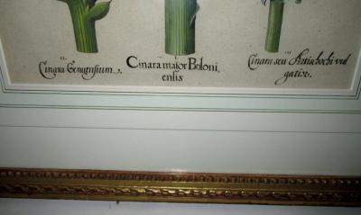 ORIGINAL FRAMED CINARA MAJOR BOLONIENSIS ENGRAVING BY BASILIUS BESLER