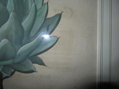 ORIGINAL FRAMED CINARA MAJOR BOLONIENSIS ENGRAVING BY BASILIUS BESLER