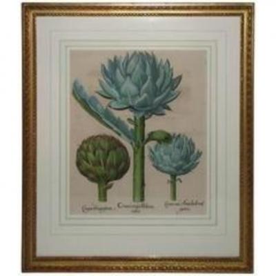 ORIGINAL FRAMED CINARA MAJOR BOLONIENSIS ENGRAVING BY BASILIUS BESLER