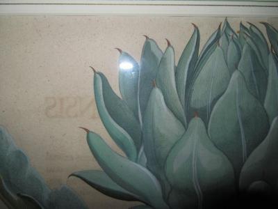 ORIGINAL FRAMED CINARA MAJOR BOLONIENSIS ENGRAVING BY BASILIUS BESLER