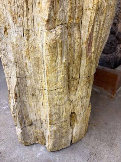 Organic Modern Petrified Wood Pedestal Sink IDN 2025