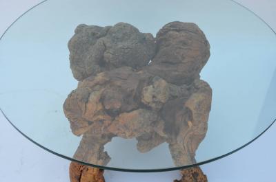 Organic Modern Quadripod Bog Wood and Glass Coffee Table