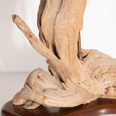 Organic Modern Sculptural Driftwood Table Lamp with Handrubbed Walnut Base