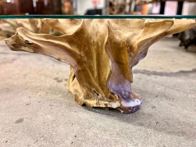 Organic Modern Teak Root Coffee Table With Safety Glass Top IDN 2025