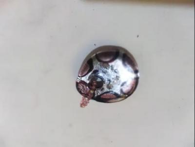 Oval Handblown Glass Silver Abstract design Pendant