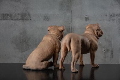 PAIR OF TERRACOTTA BULLDOGS