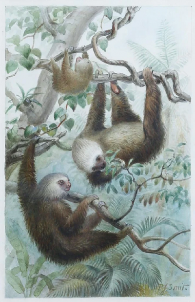 PIERRE JACQUES SMIT HOFFMANN S TWO TOED SLOTH CHOLOEPUS HOFFMANNI 