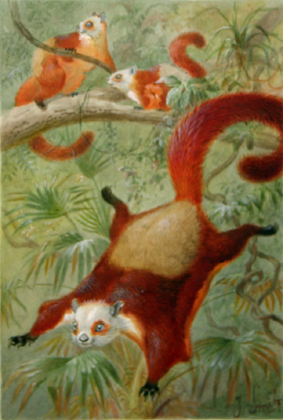 PIERRE JACQUES SMIT RED AND WHITE GIANT FLYING SQUIRREL PESTAURISTA ALBORUFUS 