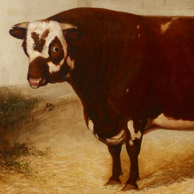 PORTRAIT OF A BULL